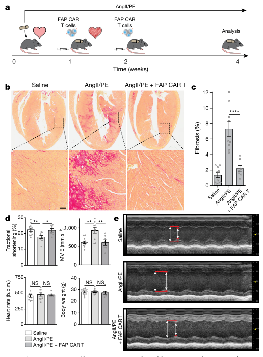 万病或皆可CAR--CAR T细胞疗法已进军自身免疫、代谢类等疾病领域 - 上海宸鸿生物技术有限公司